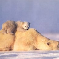 Les Bambins Qui Parlent Tard Forum Sur L Allaitement Et Le Maternage